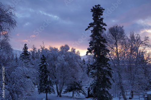 Beautiful winter view of the snow-capped spruce and birch trees. Palmer, Alaska photo