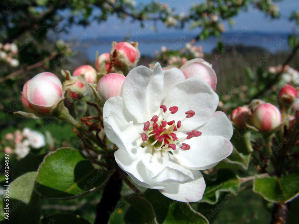 Obraz premium Apfelblüten