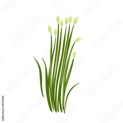Garlic chinese chives, Kow Choi, Allium tuberosum. Asian cuisine ingredient, green herb. Healthy vegetarian food. Flat vector illustration.
