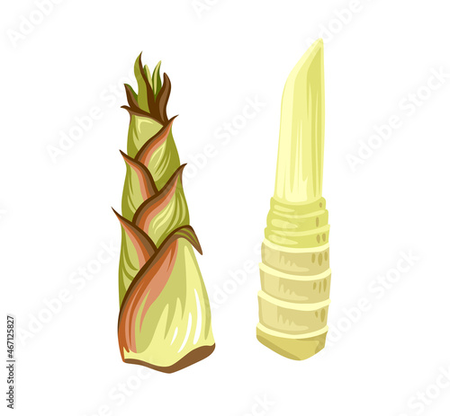 Takenoko, Bamboo Shoots, peeled raw bamboo sprouts.  Vegetable widely used in South Korea, Japan, China, Vietnam. Asian cuisine ingredient. Healthy vegetarian food. Flat hand drawn vector illustration