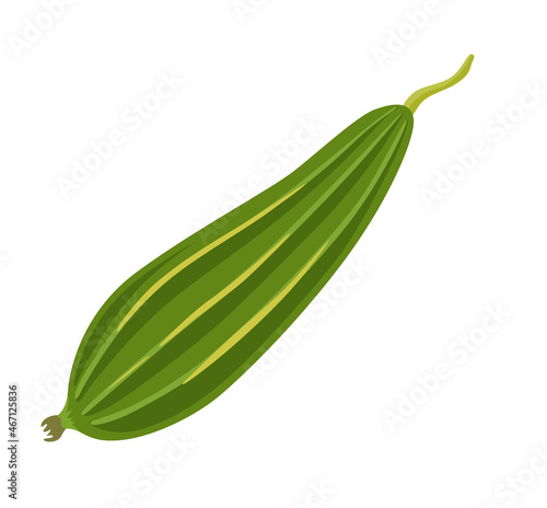 Ridged gourd, sin qua. Fresh luffa fruit. Asian vegetable, cuisine ingredient. Healthy vegetarian food. Flat vector illustration.
