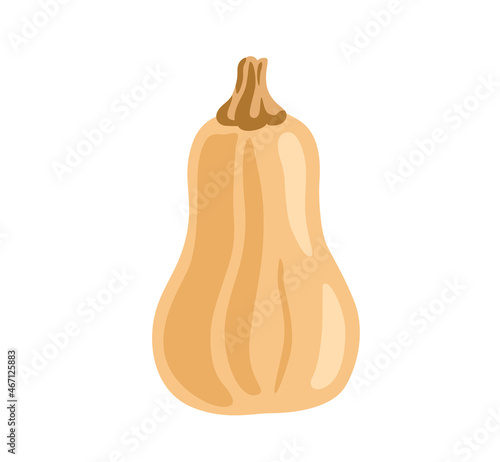Butternut Squash. Light orange autumn pumpkin. Asian cooking ingredient, fresh vegetable. Healthy vegetarian food. Flat vector illustration.