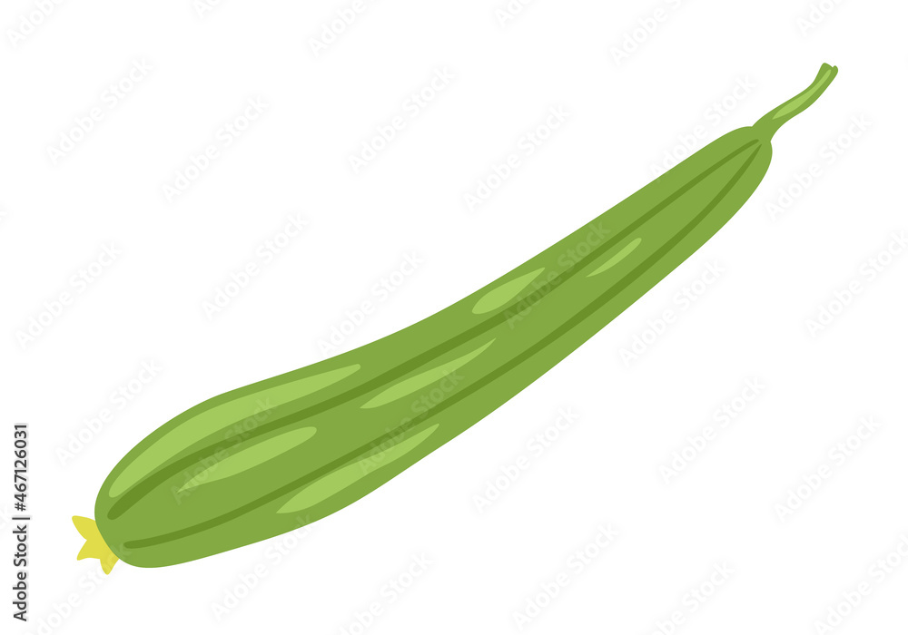 Luffa Cylindrica, Sin Qua, Sponge gourd, Thai zucchini. Cooking ingredient, fresh vegetable. Healthy vegetarian food. Flat vector illustration. Luffa Cylindrica, Sin Qua, Sponge gourd, Thai zucchini. Cooking ingredient, fresh vegetable. Healthy vegetarian food. Flat vector illustration.