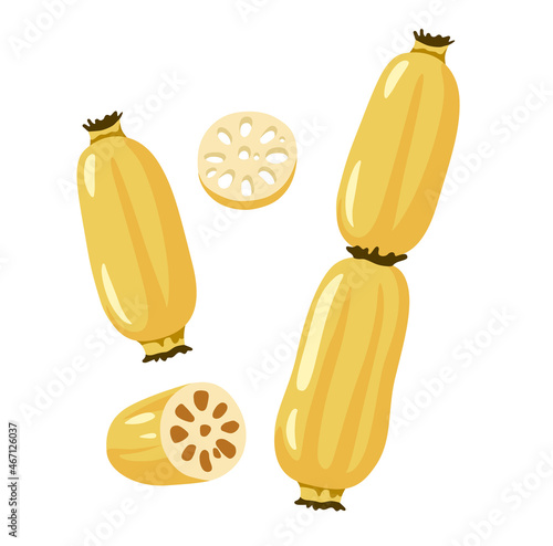 Lotus Root, Nelumbo nucifera, Renkon. Asian exotic cooking ingredient, vegetable. Whole, half and slices. Healthy natural vegetarian food. Hand drawn flat vector illustration.