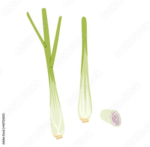 Lemongrass with slices. Fresh raw plant, vegetable, herb. Green asian condiment, cooking ingredient. Hand drawn flat vector illustration.