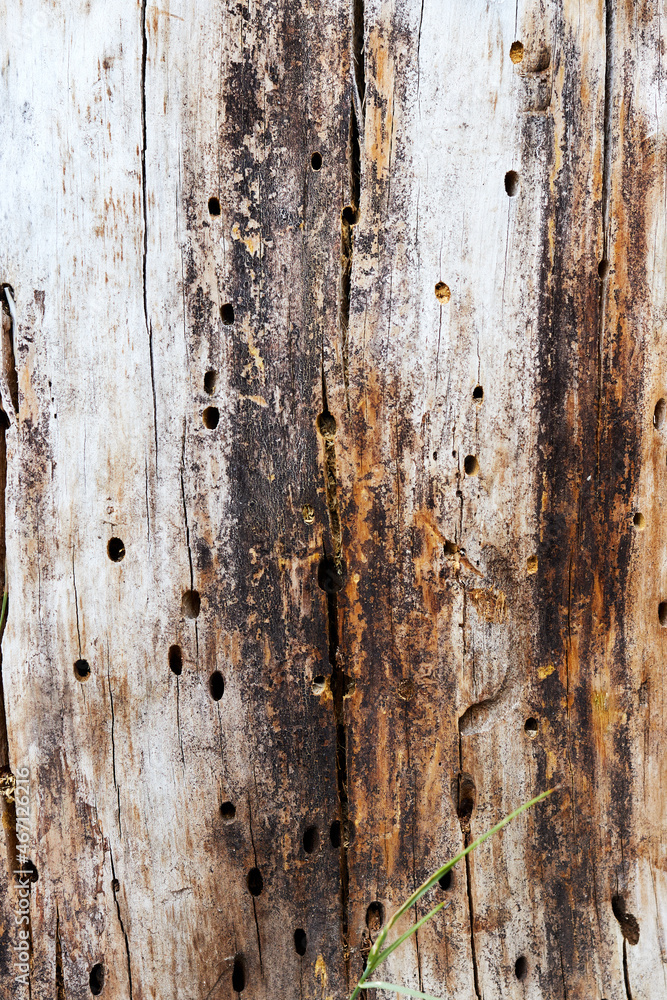 the trunk of an old tree without bark the trunk of an old tree without bark