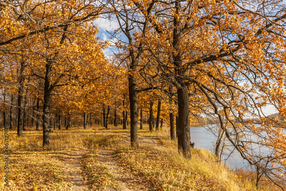 Fototapeta premium The road in the yellow oak grove in autumn