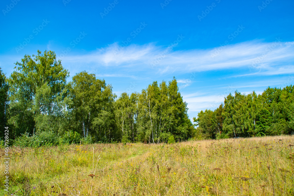 Wild, unkempt after with partially yellowed grass and trees in the background. Summer landscape in the forest in the countryside