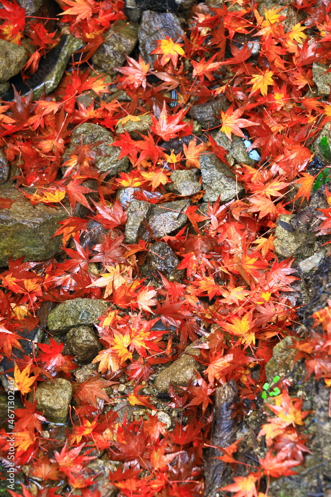 雨で濡れた紅葉の落ち葉
