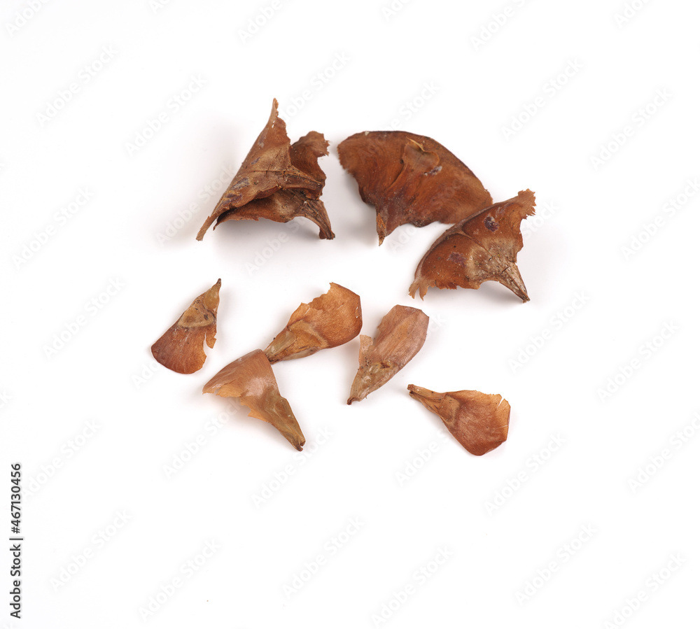 Seeds of a Nordmann fir on a white studio background, Christmas tree seeds Seeds of a Nordmann fir on a white studio background, Christmas tree seeds