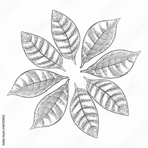 Round decorative element made of leaves of a tropical plant. Coffee leaves. Engraving style. Hand drawing. Isolated on a white background. © Igor