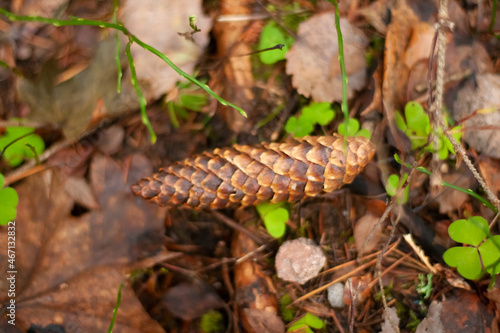 Pine cone fell. Pine cone fell on the forest background. Nature brown background. Selective blur focus. 