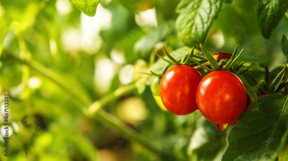 Ripe red cherry tomatoes  close up photo in a vegetable garden. Gardening tomato picture with copy space. Tomatoes after the rain, with water drops