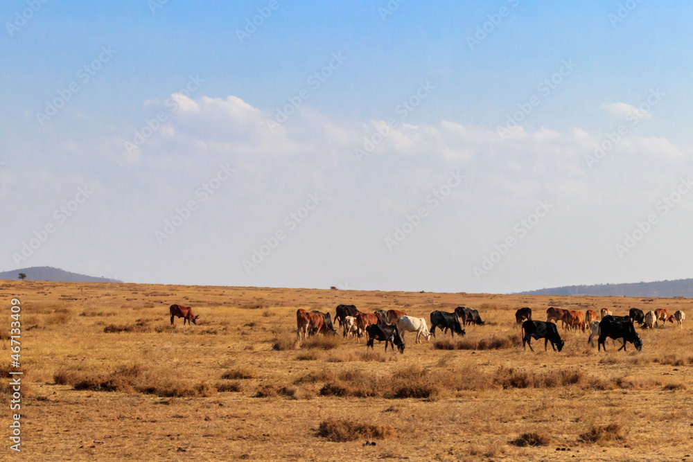 Herd of zebu cattles on a pasture in Tanzania