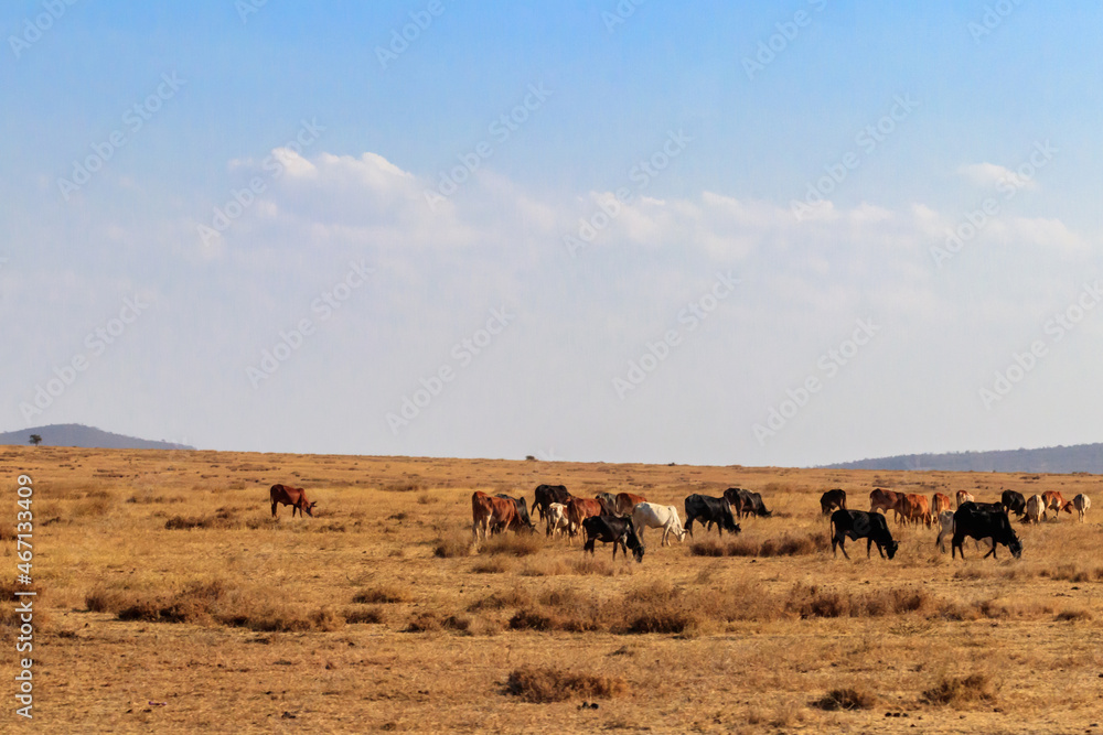 Herd of zebu cattles on a pasture in Tanzania Herd of zebu cattles on a pasture in Tanzania
