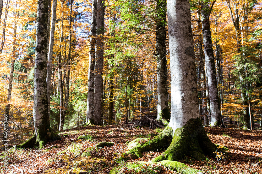 Obraz premium Cansiglio forest with autumn colors