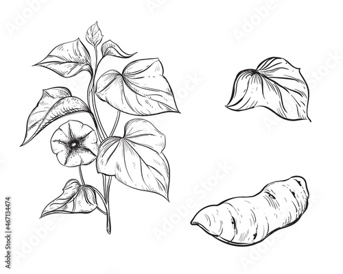 Hand drawn sketch black and white of tuber, yam, leaf, sweet potato plant. Vector illustration. Elements in graphic style label, card, sticker, menu, package. Engraved style illustration.