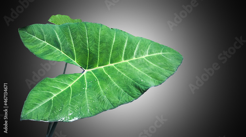 Isolated tropical elephant ear leaf with clipping paths.