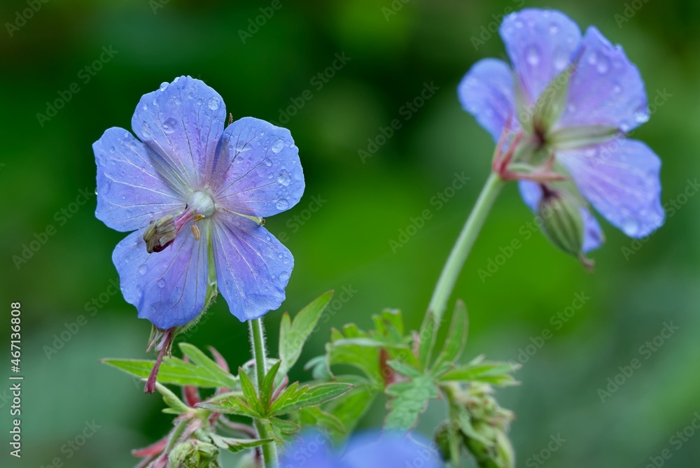 Meadow geranium flowers after rain. Is a species of flowering medicinal plant in the family Geraniaceae, native to Europe and Asia. Geranium pratense.
Meadow geranium flowers after rain. Is a species of flowering medicinal plant in the family Geraniaceae, native to Europe and Asia. Geranium pratense.