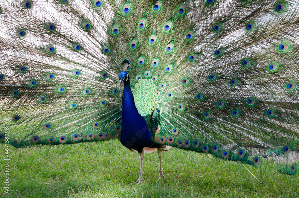 Fototapeta premium peacock spreading his feathers