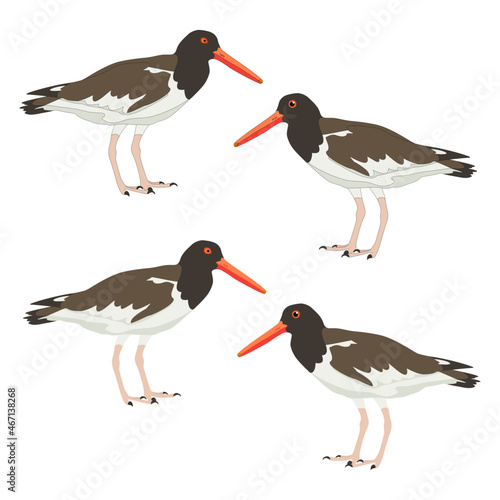 Set of oystercatcher realistic colorful standing sooty pied black American