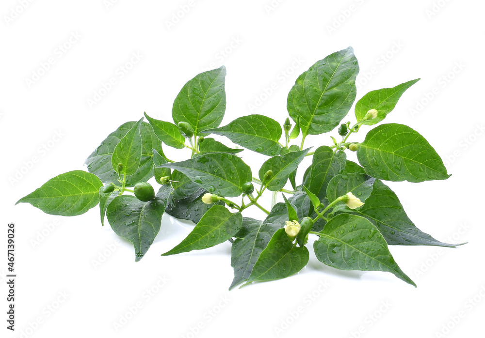 Chili pepper leaves isolate on white background
