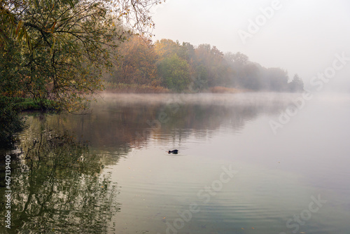 Small lake on a foggy autumn morning. The trees are already changing color. A coot swims in the foreground. The photo was taken in the Dutch province of North Brabant.