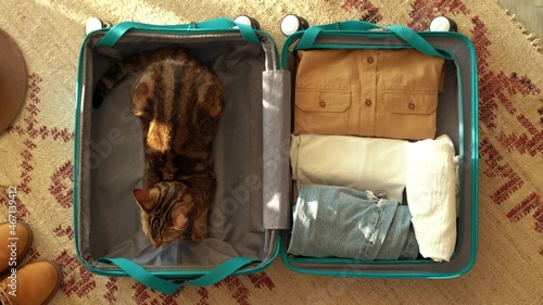 Top view of suitcase with cute cat sitting in, and young travel woman packing clothes, getting ready for road trip - traveling, tourism vintage concept 4k footage