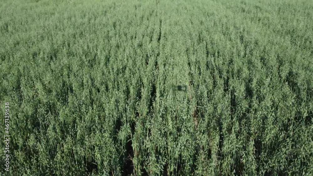 Aerial view on Green oats field in countryside. Field of wheat blowing in the wind at sunny spring day. Ears of barley crop in nature. Agronomy, industry and food production. Aerial view on Green oats field in countryside. Field of wheat blowing in the wind at sunny spring day. Ears of barley crop in nature. Agronomy, industry and food production.