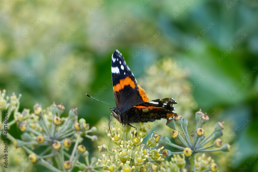 Red admiral butterfly (Vanessa Atalanta) with open wings perched on hedge (hedera helix) in Zurich, Switzerland Red admiral butterfly (Vanessa Atalanta) with open wings perched on hedge (hedera helix) in Zurich, Switzerland