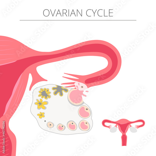 Ovarian cycle vector illustration