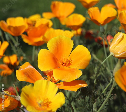 Summer backgroung. Flowers of eschscholzia californica or golden californian poppy  cup of gold  flowering plant in family papaveraceae