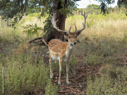 Photography deer in the grass