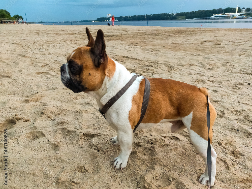 French bulldog dog outdoors at sunny day. French bulldog dog outdoors at sunny day.