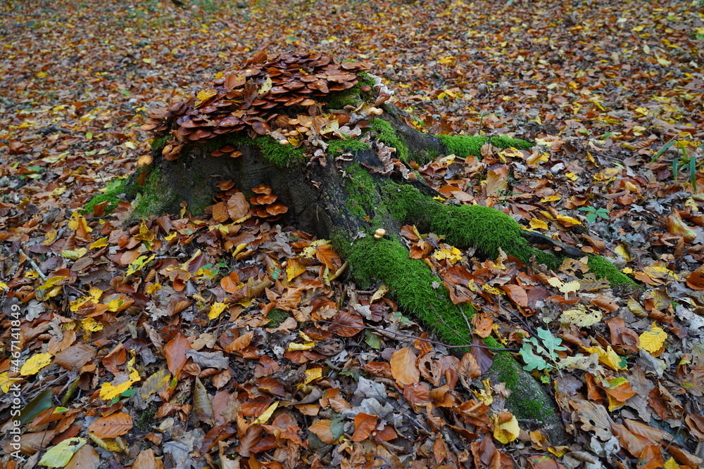 foliage,tree stump,autumn,laub,baumstumpf,herbst foliage,tree stump,autumn,laub,baumstumpf,herbst