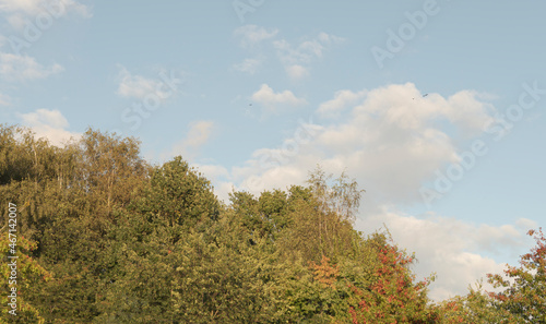 Autumn landscape. Trees that change color. Blue sky, white clouds