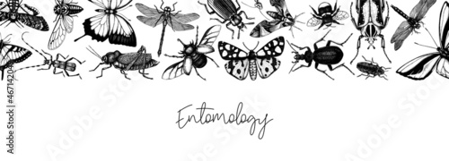 Hand-sketched insect banner template. Hand drawn beetles, bugs, butterflies, dragonfly, cicada, moths, bee illustrations in vintage style. Entomological frame vector design on chalkboard