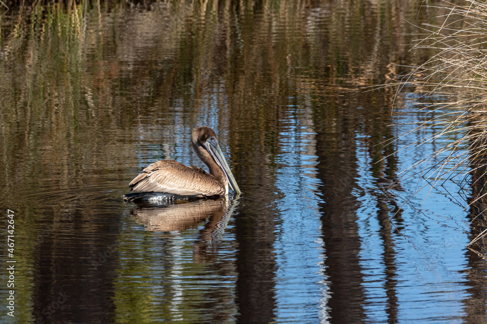 brown pelican on water with large bill