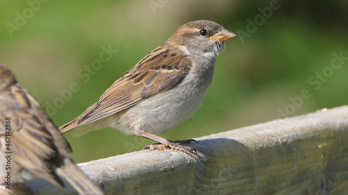 House Sparrow sitting on fence in UK