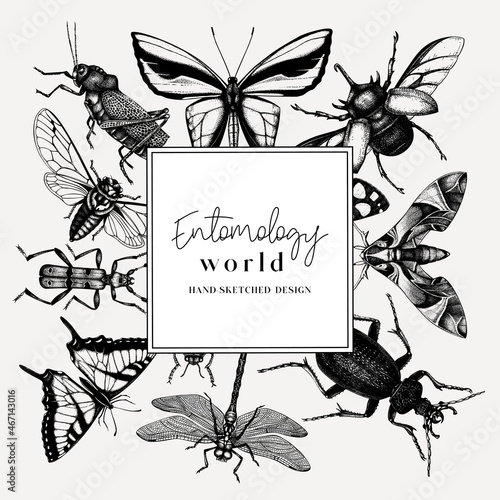 Hand-sketched insect wreath template. Hand drawn beetles, bugs, butterflies, dragonfly, cicada, moths, bee illustrations in vintage style. Entomological frame vector  design.