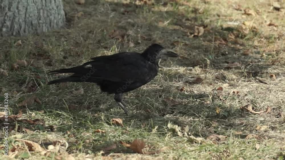 Rook breaks ground and looking for food on the lawn of the city square. Rook breaks ground and looking for food on the lawn of the city square.