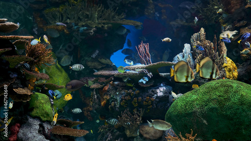 aquarium beautiful fish 4k quality