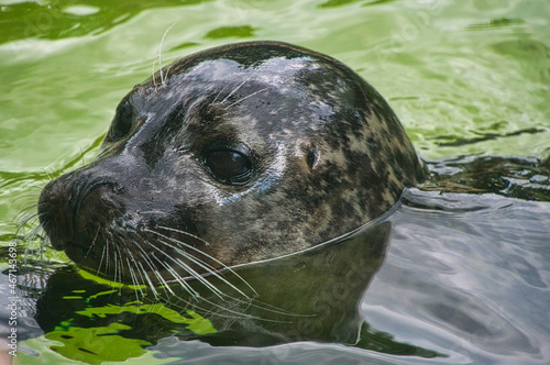 Photography close-up view of the head of a sea seal at the berlin zoo.