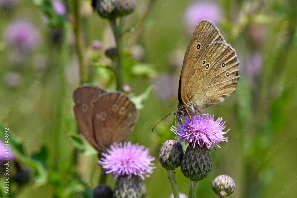 Obraz premium Ringlet // Brauner Waldvogel, Schornsteinfeger (Aphantopus hyperantus)