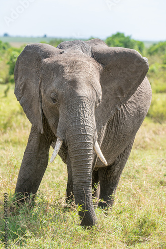 Elephant in the Mara, Masai Mara National Park, Kenya, Africa