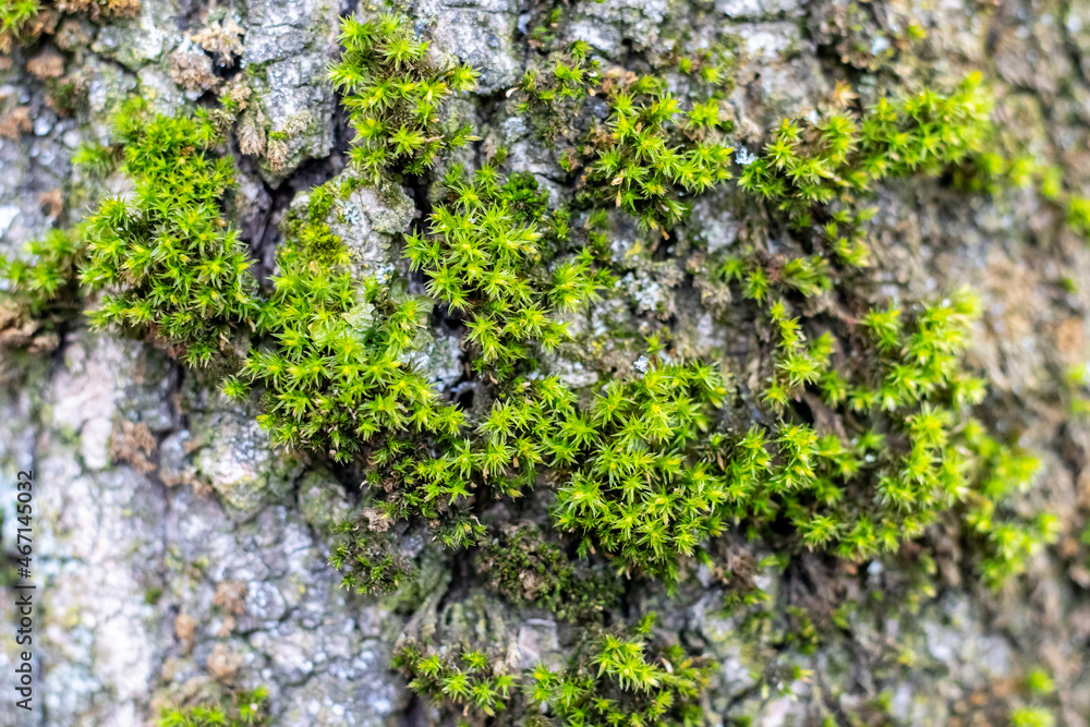 Green thick moss on a tree in the forest