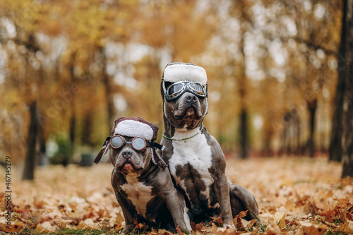 Two dogs for a walk in the guise of pilots. American Bully dogs in wigs and glasses in the autumn park.