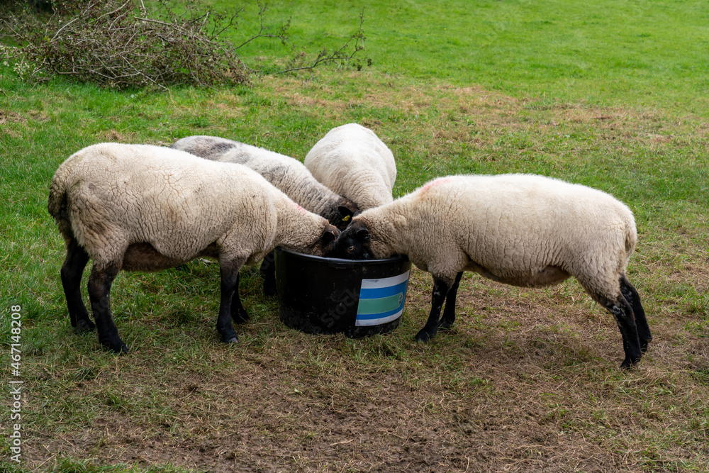 Sheep with black heads and legs feeding from a tub on an animal farm Sheep with black heads and legs feeding from a tub on an animal farm