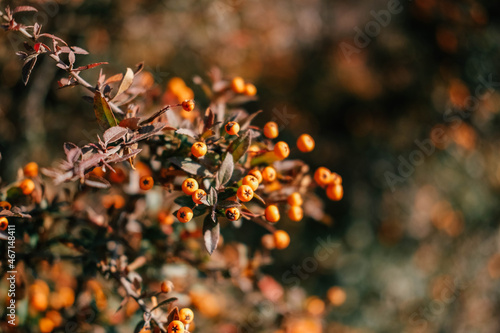 Firethorn or Pyracantha, decorative garden bush with bright orange berries. Close up of Pyracantha orange berries in autumn, selective focus.