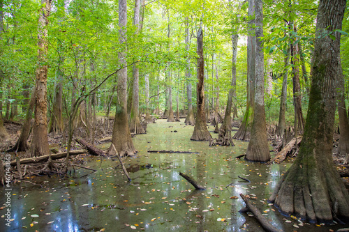Swamp and forest of bald cypress and water tupelo trees in Congaree National Park photo